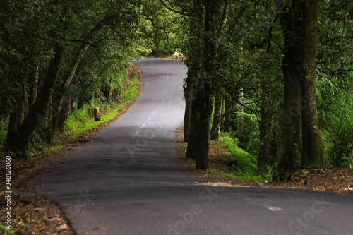 Curvy asphalt road through dense forest