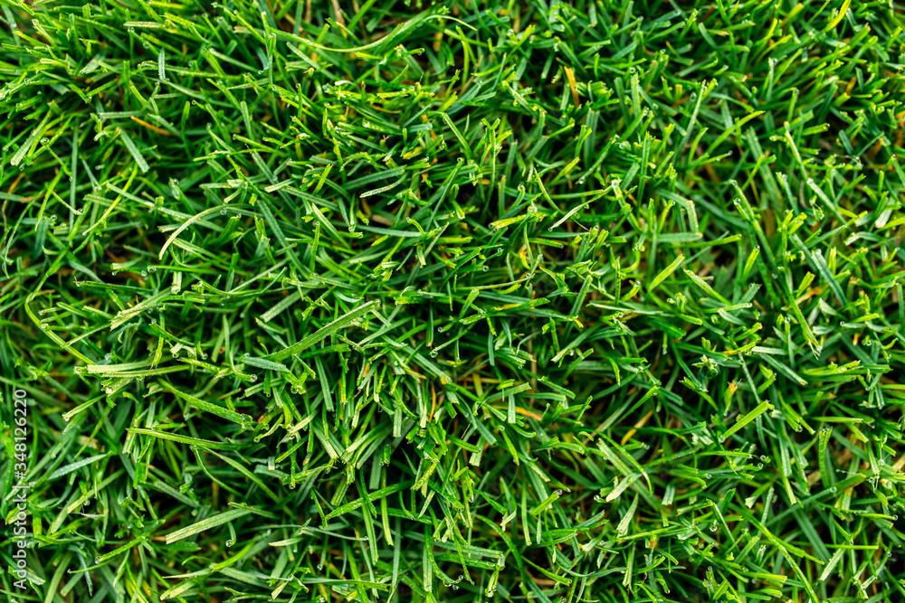 grass lawn after mowing grass lawn after mowing