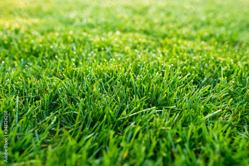 lawn field green meadow grass plant photo