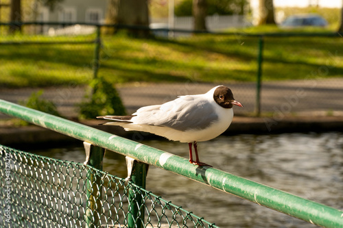 a bird watching other birds in the pond