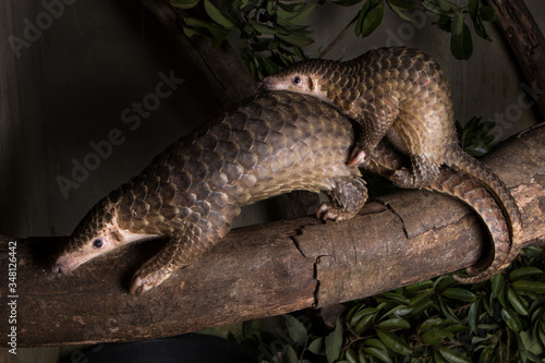 Sub adult Sunda Pangolins