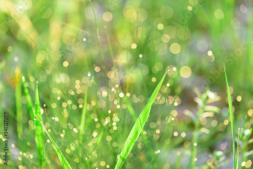 green fresh grass dew drops photo for abstract background. selective focus macro bokeh