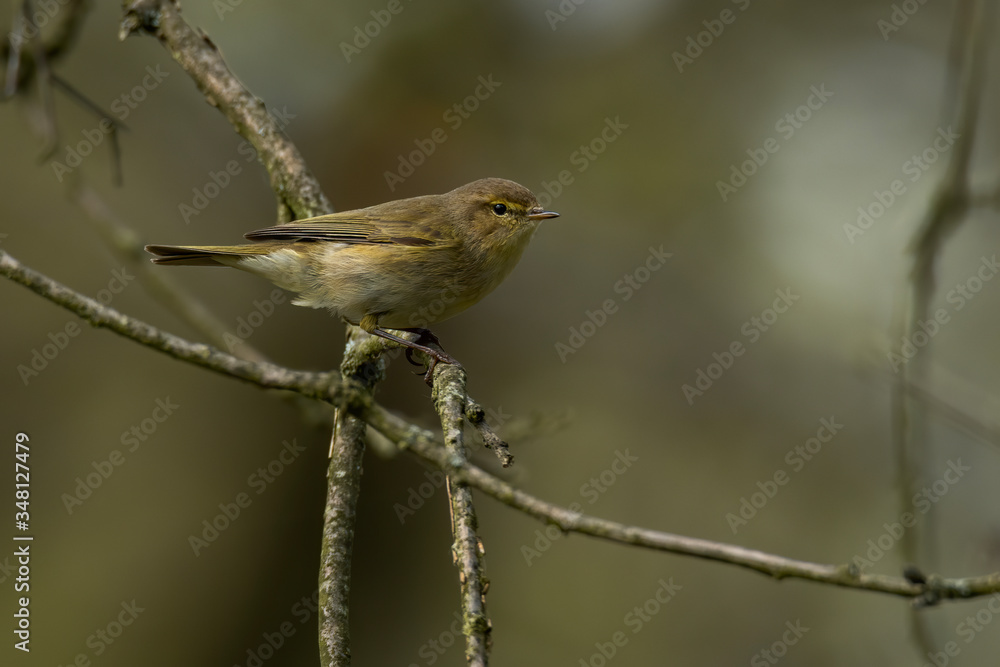 Obraz premium Common chiffchaff (Phylloscopus collybita) is a small yellow songbird. Cute common bird in the forest habitat perched with soft brown background. Wildlife scene from naure. Czech Republic