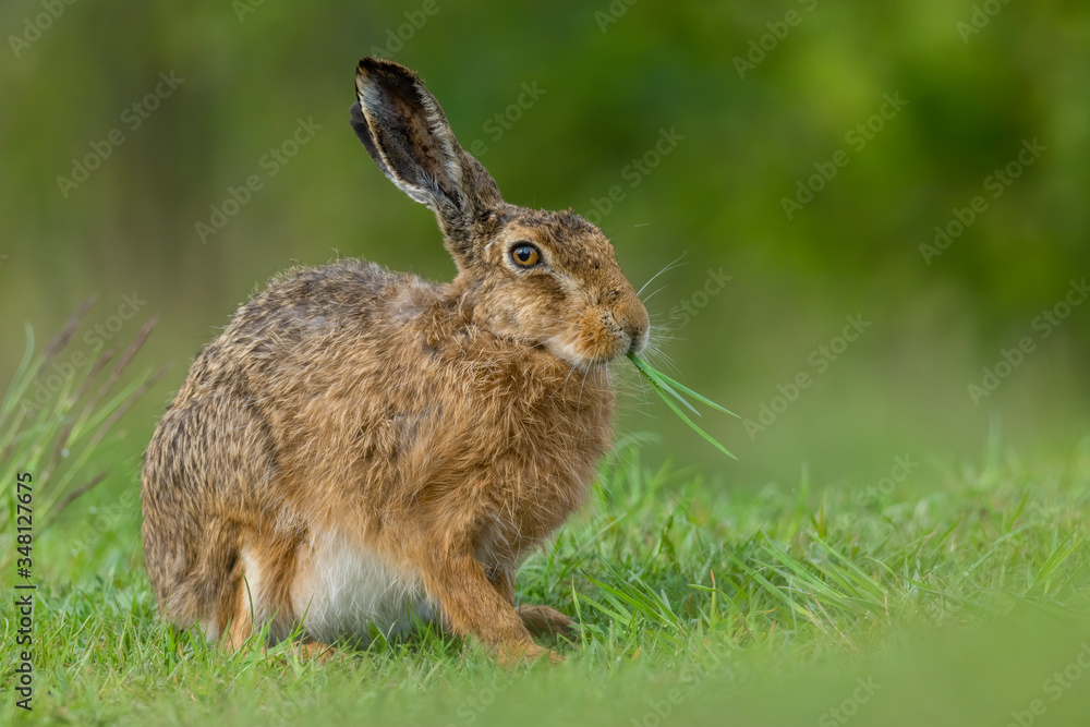 European hare (Lepus europaeus) is an adorable furry mammal living in the fields. Detailed portrait of a wild cute hare sitting and eating grass with soft green background. Czech Republic European hare (Lepus europaeus) is an adorable furry mammal living in the fields. Detailed portrait of a wild cute hare sitting and eating grass with soft green background. Czech Republic