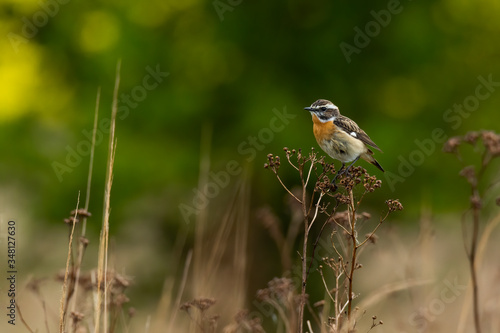 Whinchat (Saxicola rubetra) small songbird with orange breast and white stripe on head. Cute songbird sitting on a plant in grassy habitat with green background wildlife scene nature Czech Republic © Lukas Zdrazil