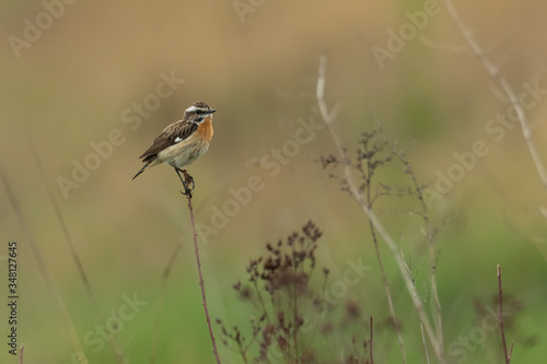 Whinchat (Saxicola rubetra) small songbird with orange breast and white stripe on its head Cute songbird sitting on a plant in grassy habitat with soft background wildlife scene nature Czech Republic © Lukas Zdrazil