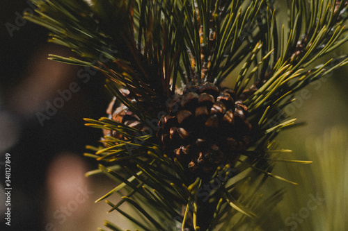 Pine tree 04