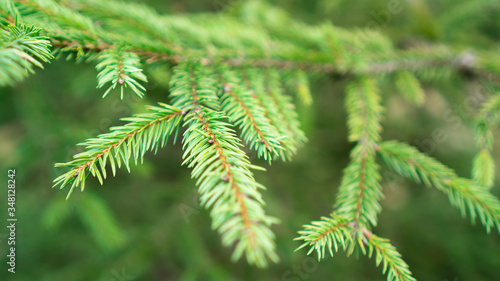 Christmas tree branches. Green branches of spruce in the forest. Background of pine branches. Coniferous green texture