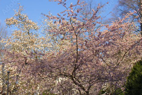 Ornamental cherry tree and magnolia tree with white and pink flowers, Prunus serrulata and Magnolia grandiflora