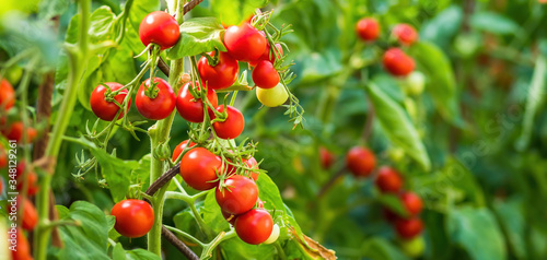 Ripe tomato plant growing in greenhouse. Fresh bunch of red natural tomatoes on a branch in organic vegetable garden. Blurry background and copy space for your advertising text message