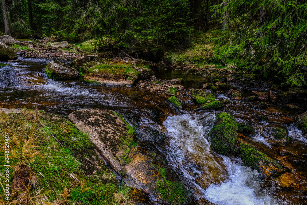 Fototapeta premium stream in the forest