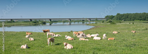 light brown beige cows near railway bridge over river lek in the netherlands between utrecht and culemborg photo