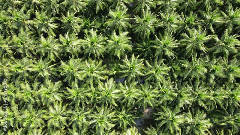 Aerial view nature of coconut palm trees. Palm oil industrail tree plantation pattern.