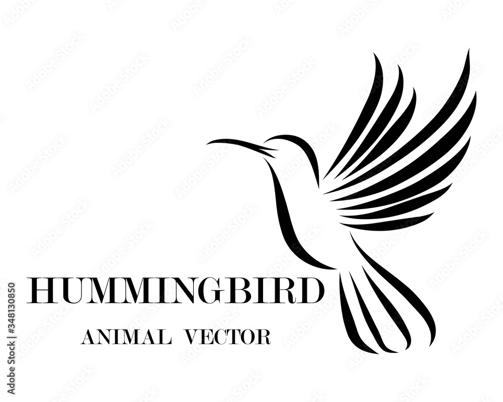 Fototapeta premium Black line art Vector illustration on a white background of flying hummingbird. Suitable for making logos