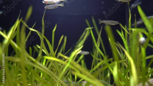 Japanese killifish swimming in the aquarium