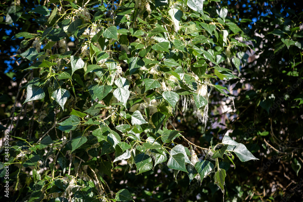 Poplar fluff. Poplar fluff not to blame for allergies, Summer starts with poplar fluff. Magic Poplar Fluff Poplar fluff. Poplar fluff not to blame for allergies, Summer starts with poplar fluff. Magic Poplar Fluff
