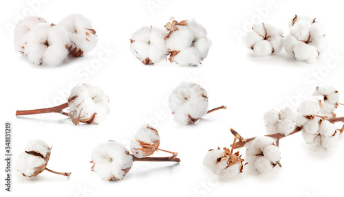 Beautiful cotton flowers on white background photo