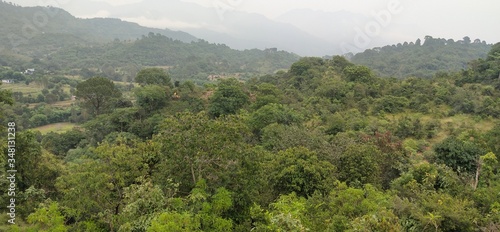 view of the forest