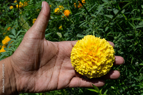 man hand holding Beautiful yellow marigold flower on nature green background between fingers. Fresh, blooming flowers and green grass in the garden and Sunny day in the morning