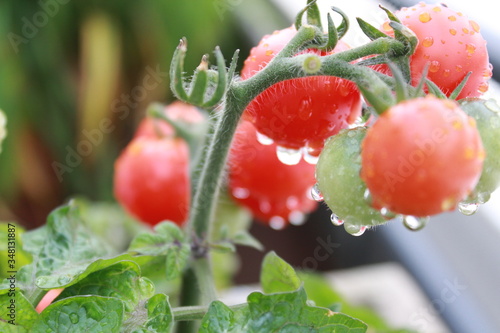 plant de tomate après la pluie 