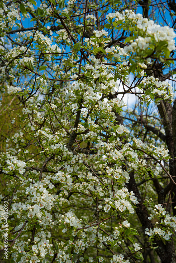 Branches of blooming cherry in the garden