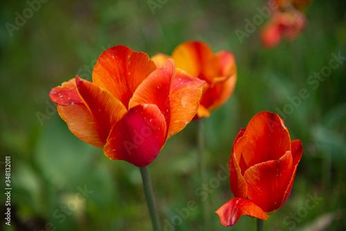 Beautiful blooming tulips on grass background