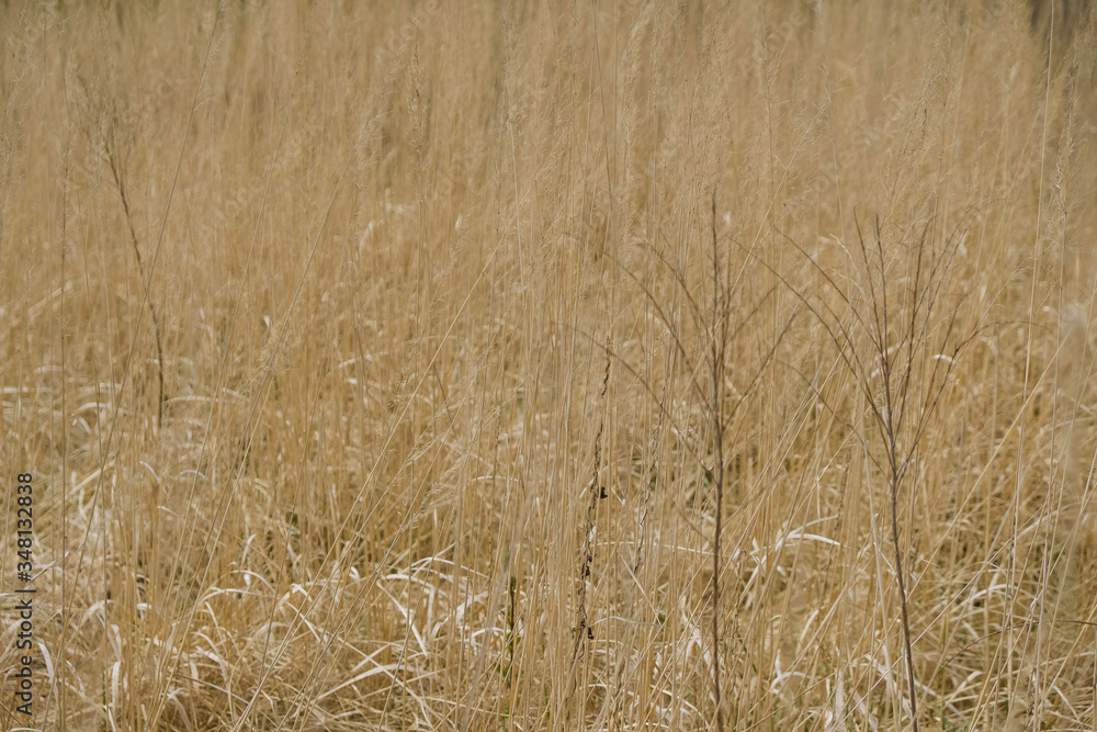 Fototapeta premium Background of dry yellow grass in Ukraine. Copy space.