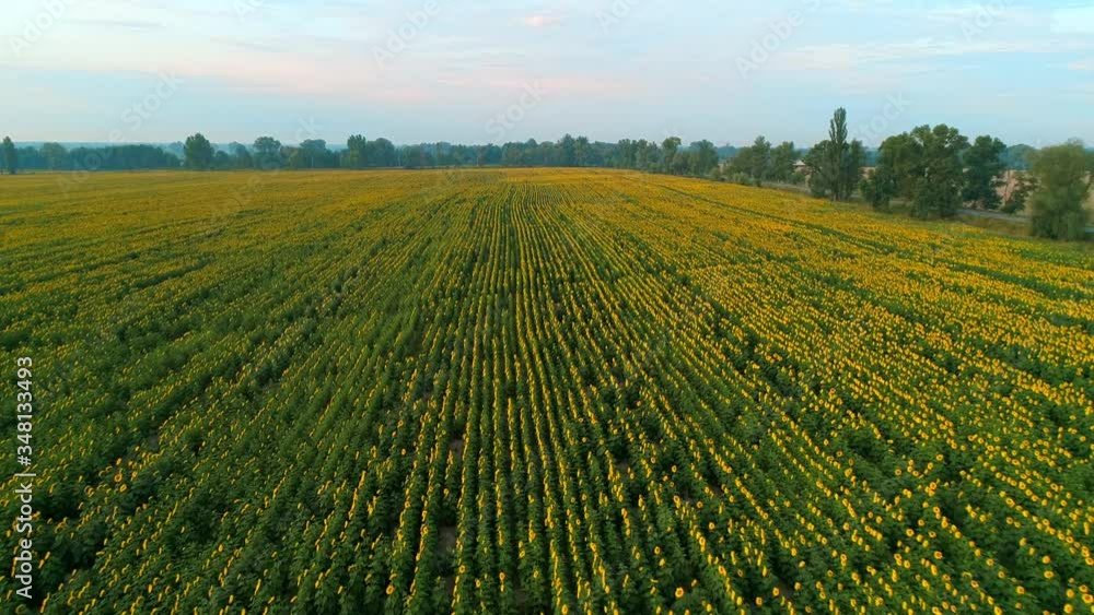 Aerial view of a beautiful field of sunflowers at sunrise. 4K drone footage
