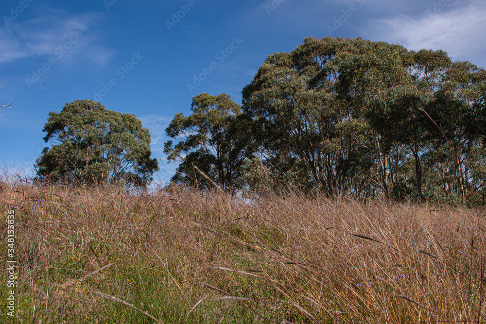Obraz premium A grassy field on the top of a hill during a sunny autumn day. Grass swaying in the breeze with a tinge of brown