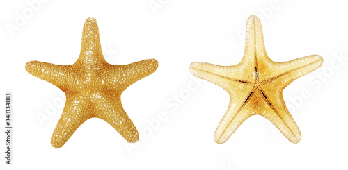 Starfish on a white background. Top and bottom view. Isolate on a white background.