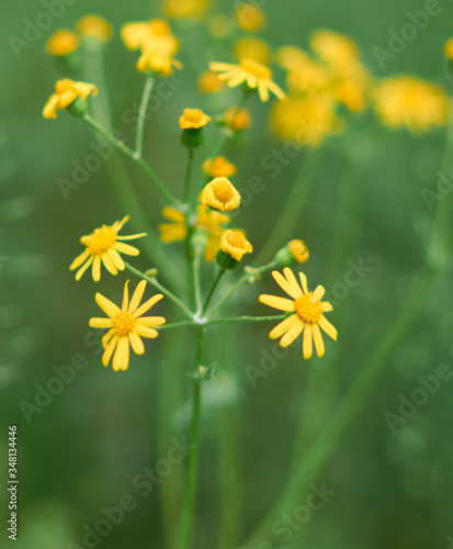 yellow flowers grow on a green meadow