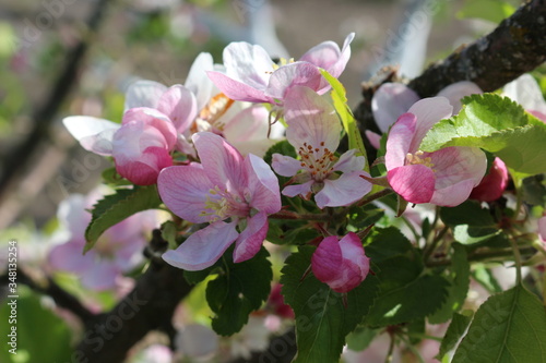  Tender pink flowers bloom on an apple tree in spring in the garden on a sunny day.