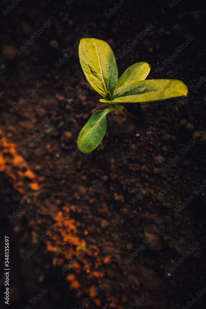 Naklejka premium Small seedlings grow in the newly cultivated soil