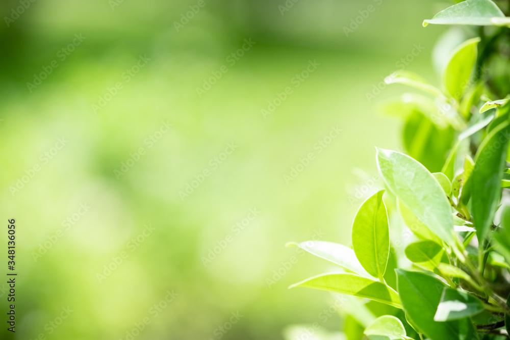 Obraz premium Amazing nature view of green leaf on blurred greenery background in garden and sunlight with copy space using as background natural green plants landscape, ecology, fresh wallpaper concept.