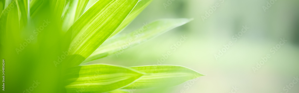 Amazing nature view of green leaf on blurred greenery background in garden and sunlight with copy space using as background natural green plants landscape, ecology, fresh wallpaper concept. Amazing nature view of green leaf on blurred greenery background in garden and sunlight with copy space using as background natural green plants landscape, ecology, fresh wallpaper concept.