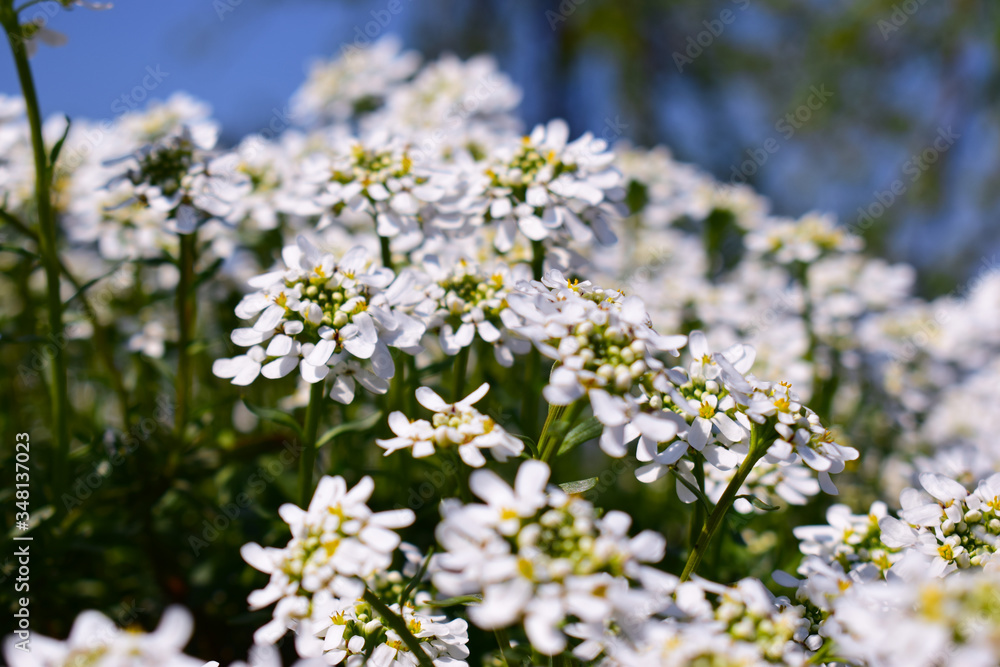 forget me not flowers forget me not flowers
