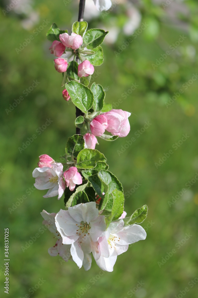 
Tender pink flowers bloom on an apple tree in spring in the garden on a sunny day.