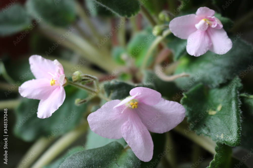 Obraz premium Wild violets are a pale pink color on the window of the apartment