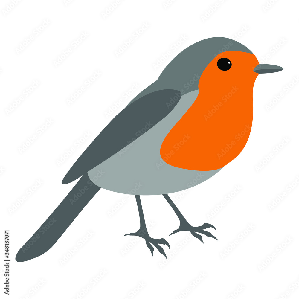 Fototapeta premium Robin bird vector isolated on white background. Robin (Erithacus rubecula illustration)