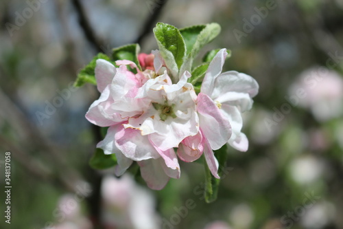  Tender pink flowers bloom on an apple tree in spring in the garden on a sunny day.