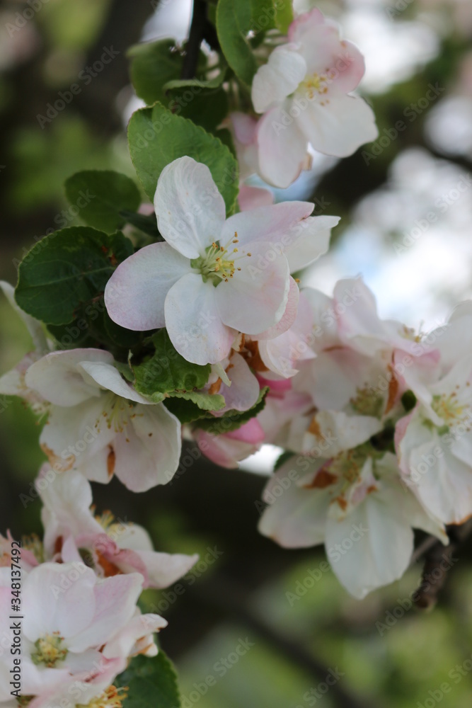 Tender pink flowers bloom on an apple tree in spring in the garden on a sunny day.
Tender pink flowers bloom on an apple tree in spring in the garden on a sunny day.