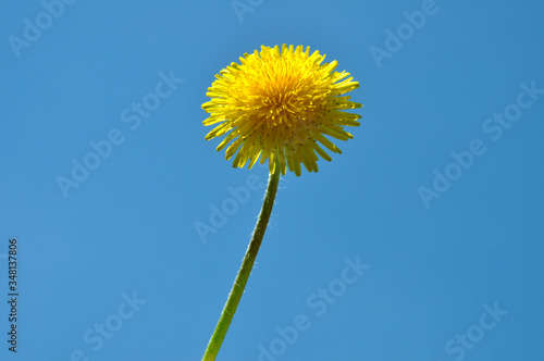 yellow dandelion isolated on a blue background