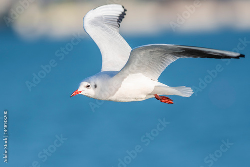 A black-headed gull (Larus ridibundus / Chroicocephalus ridibundus) flying over the Mediterranean Sea
