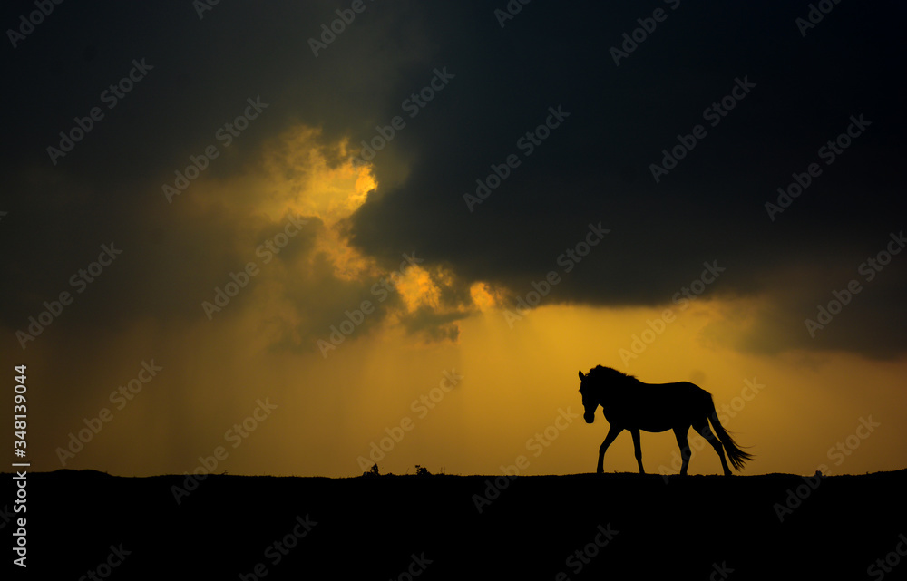 horse leaving horse leaving