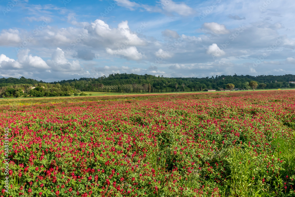 A field covered with red flowers of Hedysarum coronarium commonly called French honeysuckle, with a row of cypresses in the background in the Tuscan countryside in the spring season