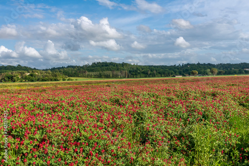 A field covered with red flowers of Hedysarum coronarium commonly called French honeysuckle, with a row of cypresses in the background in the Tuscan countryside in the spring season