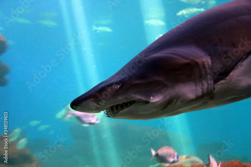 Hai im Aquarium; Shark in the aquarium