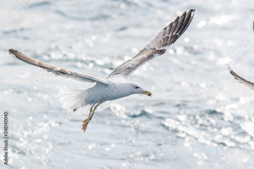 A yellow-legged gull (Larus michahellis) flying over the Mediterranean sea.