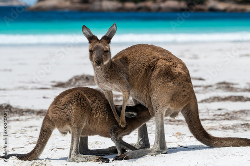 Close up of baby joey kangaroo feeding from mother on the beach beside the surf at Lucky Bay, Cape Le Grand National Park, Esperance, Western Australia