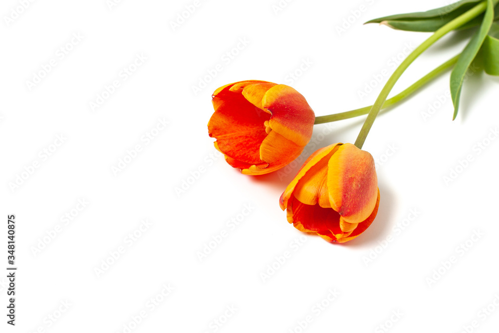Composition of beautiful yellow and red tulips flowers with copy space isolated on white background . Concept for holidays. Valentine's Day, 8th march, Mother's Day. Flat lay, top view.